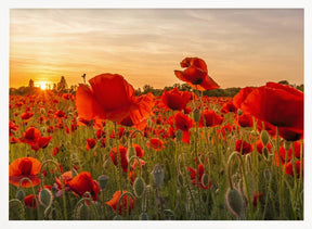 Setting sun in field of poppies | Panoramic Poster