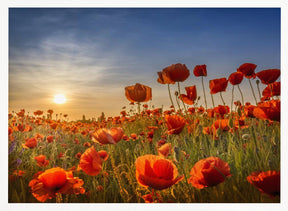 Poppies in the sunset Poster