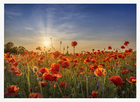 Poppy idyll in sunset Poster