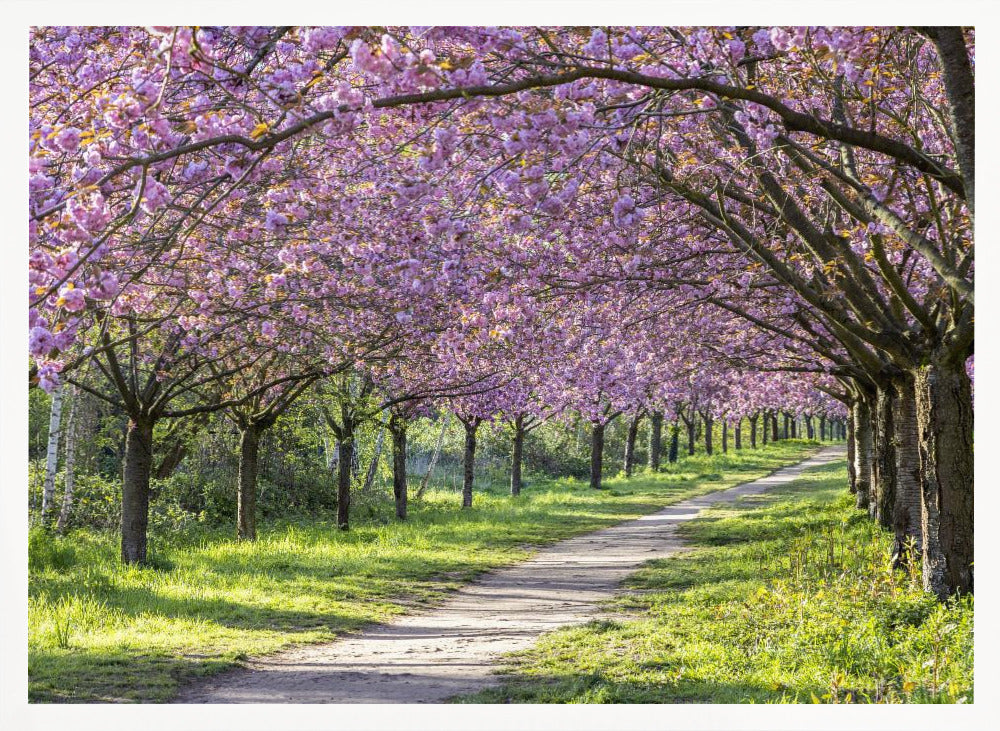 Idyllic cherry blossom alley Poster