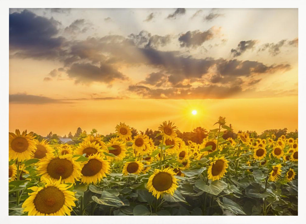 Sunflower field at sunset | Panoramic View Poster