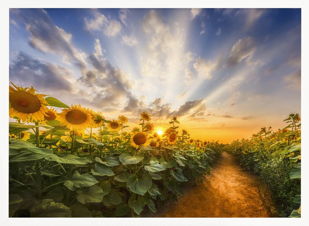 Path through the sunflower field Poster