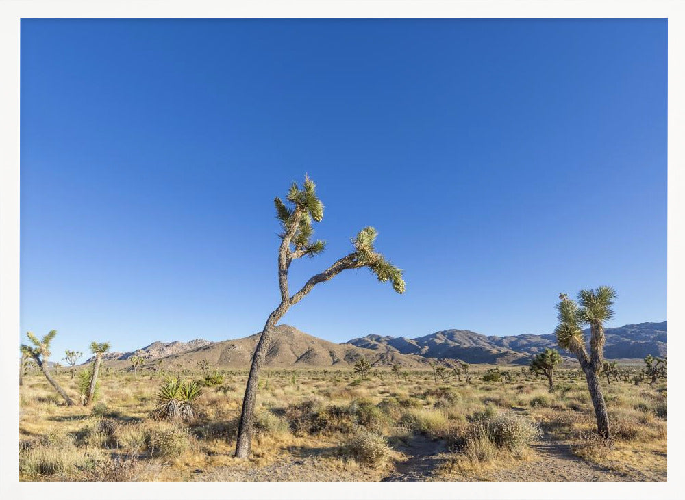 Joshua Tree National Park Impression Poster