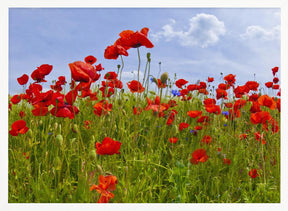 Field of Poppies | panoramic view Poster