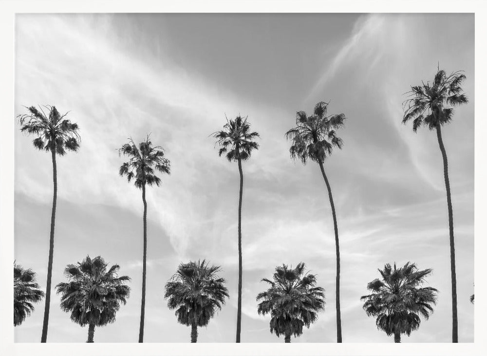 Palm Trees in La Jolla, California Poster