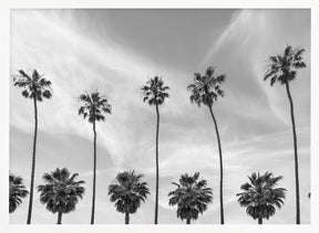 Palm Trees in La Jolla, California Poster