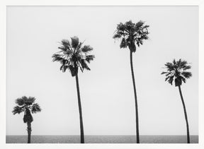 Palm trees by the sea | monochrome Poster