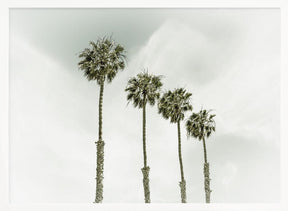 California Palm Trees Poster