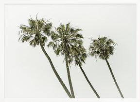 Palm trees by the sea | Vintage Poster