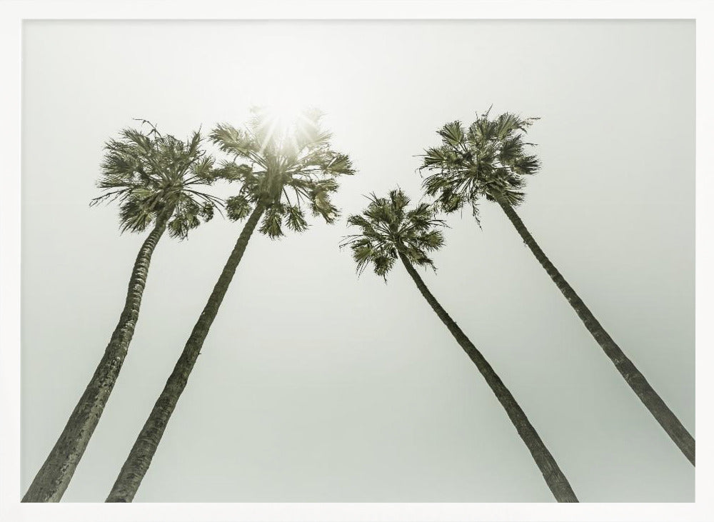 Lovely vintage palm trees in the sun Poster