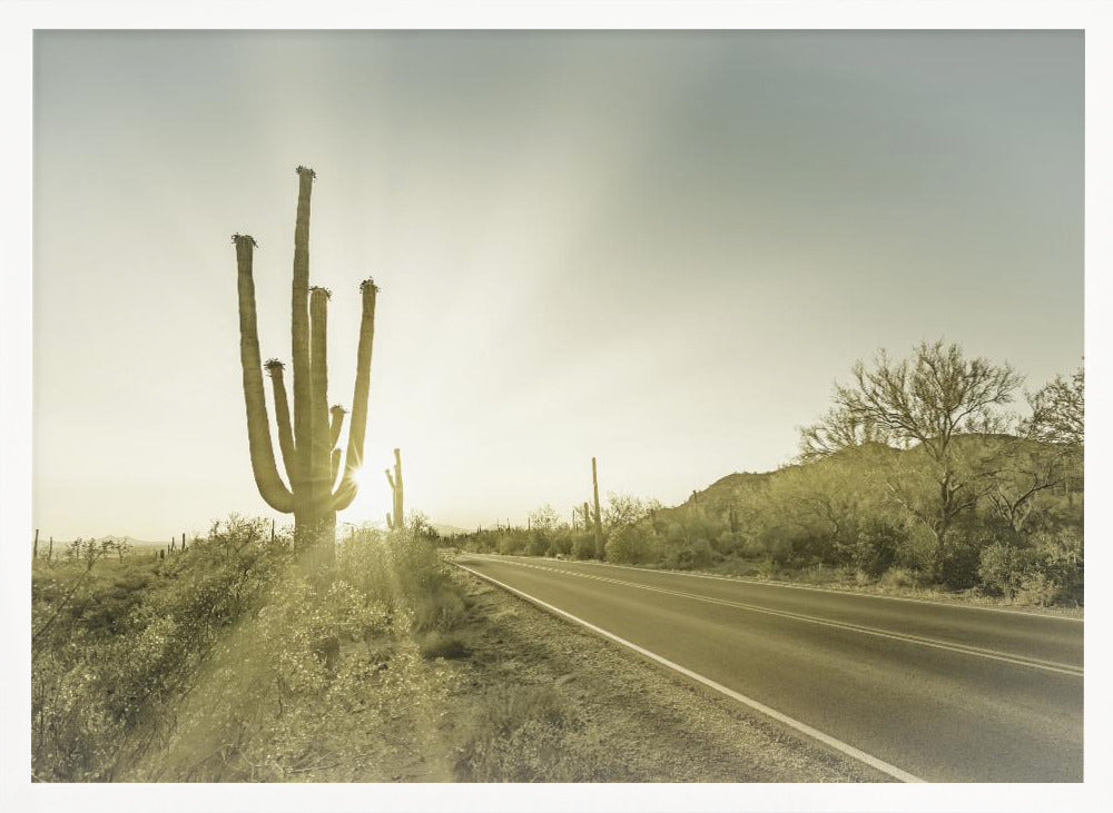 SAGUARO NATIONAL PARK Setting Sun | Vintage Poster