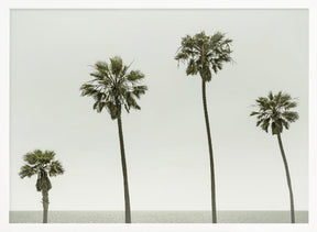 Vintage Palm Trees by the sea Poster