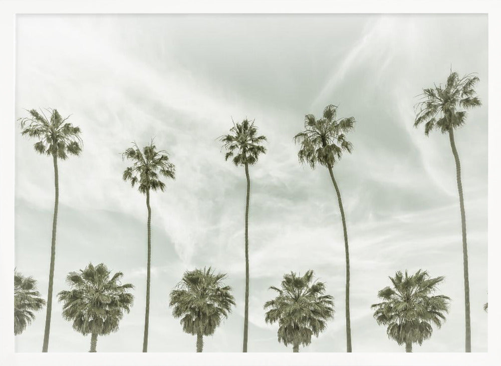 California vintage palm trees Poster