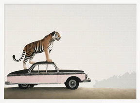 Tiger om a car roof Poster