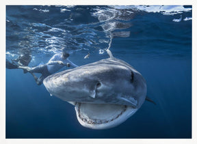 Very close up of Tiger Shark Poster