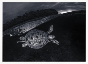 Monochrone, Split Level and Green Sea Turtle Poster