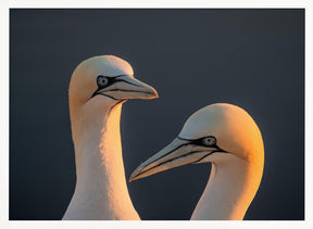 Northern gannet Poster