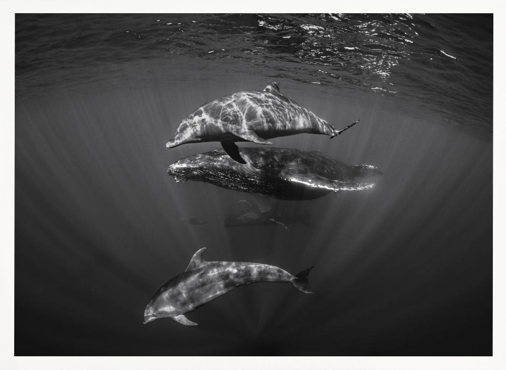 Dolphins with Black and whale Poster