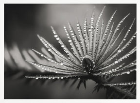 Pine fruit macro Poster