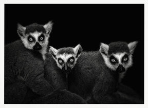 Lemur Trio Poster