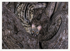 Small Spotted Genet Poster