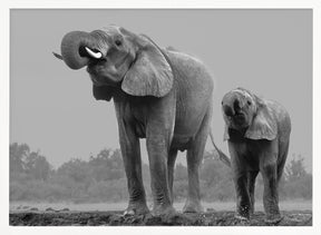 Elephants Poster