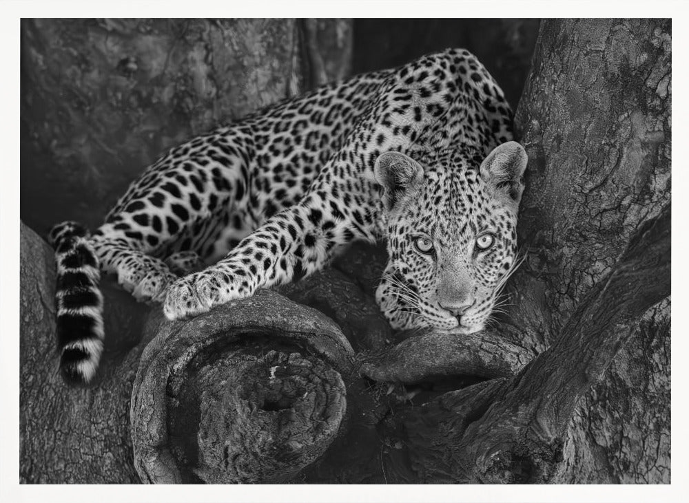 Leopard on A Tree Poster