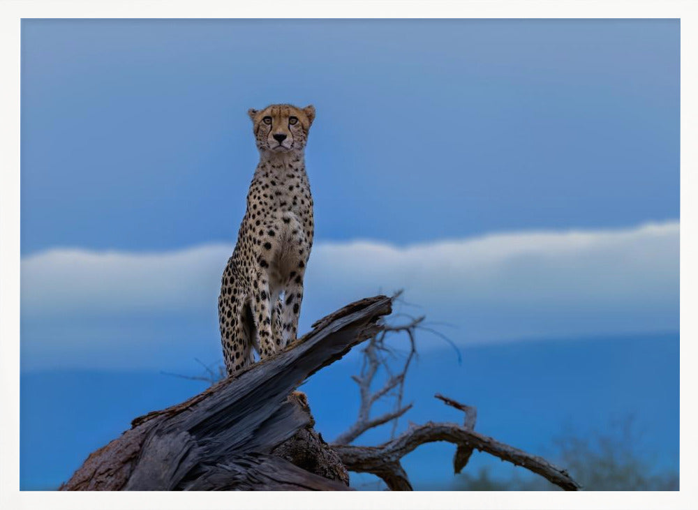 Cheetah Poster