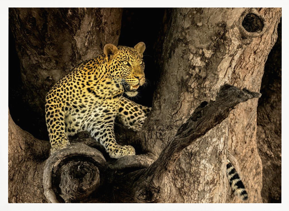 Leopard on A Tree Poster