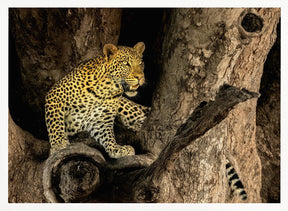 Leopard on A Tree Poster