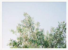 Olives In Ostuni | Italy Travel Photography Poster