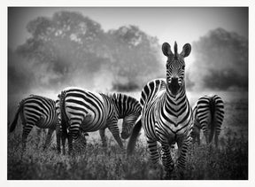 Stallion in a Pin Stripe Suit Poster