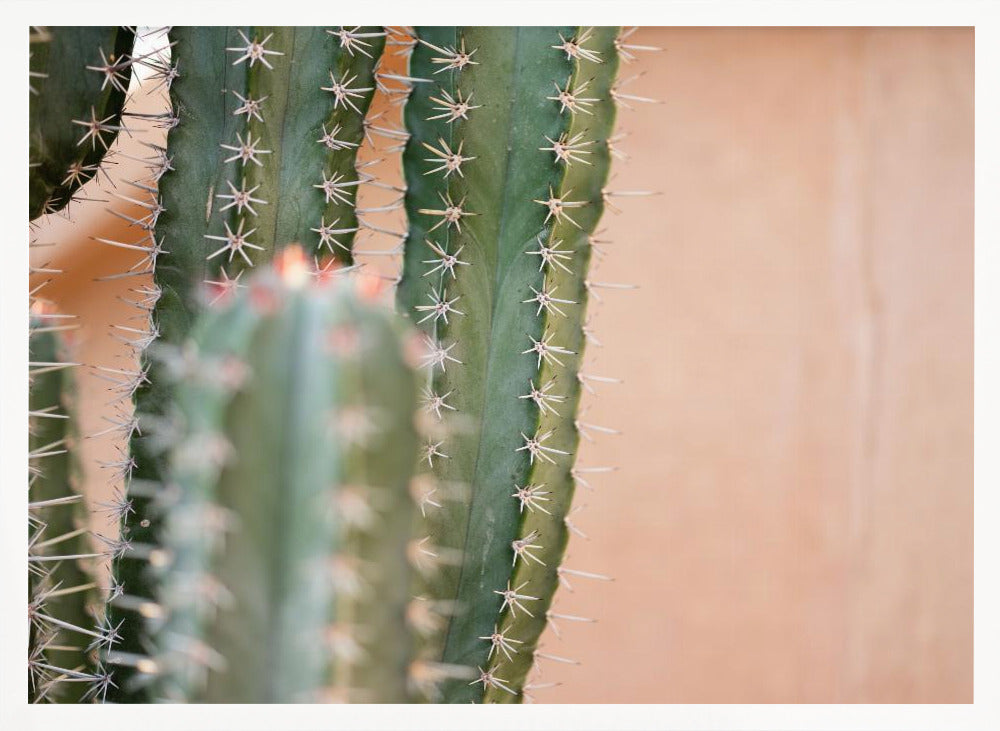 Botanical Pastel Marrakech Poster