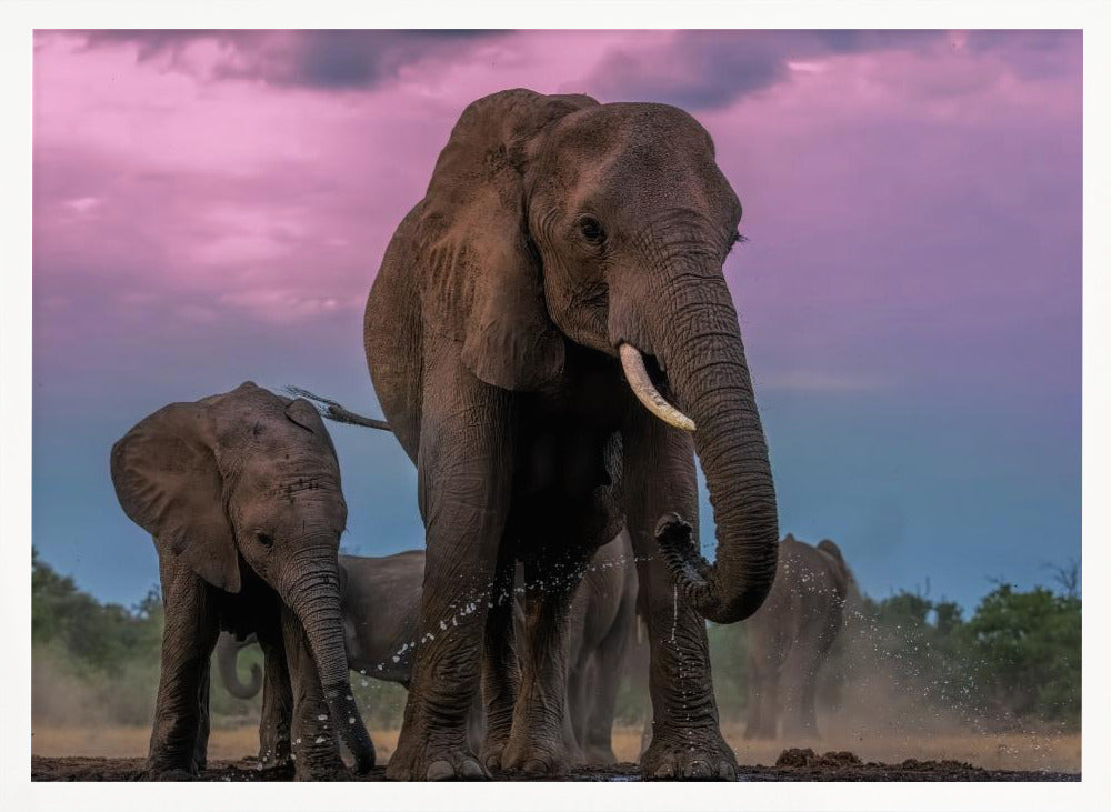 Elephants Poster