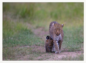 leopard family Poster