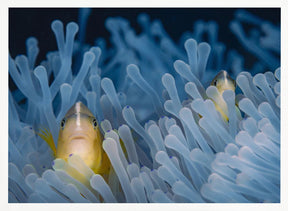 Skunk-striped anemonefish Poster