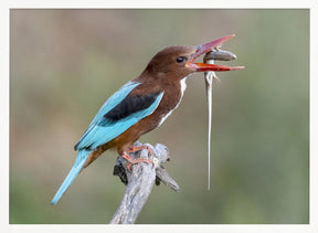 Kingfisher with catch Poster