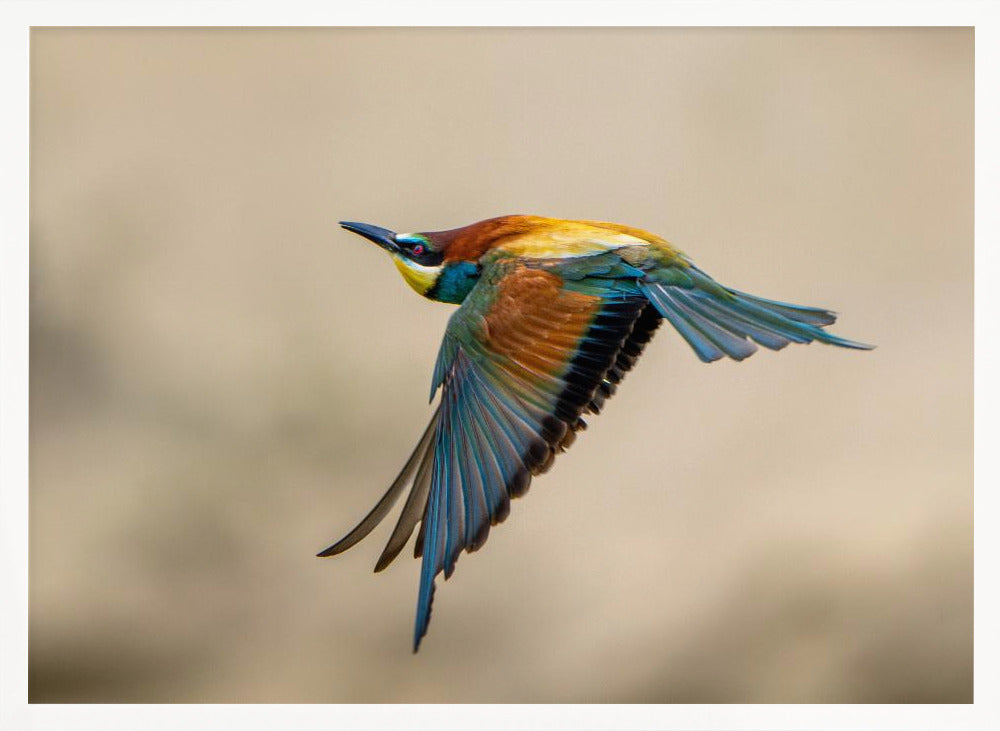 Bee-eater Poster