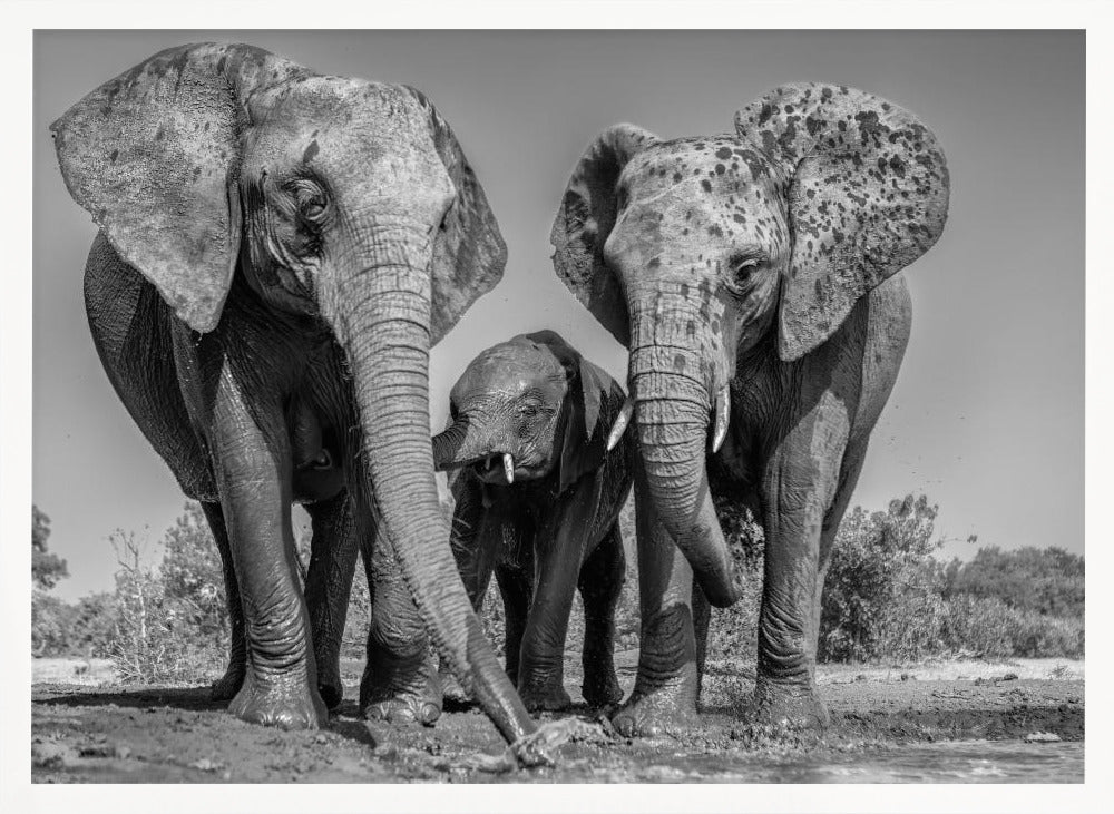 Elephant Family Poster