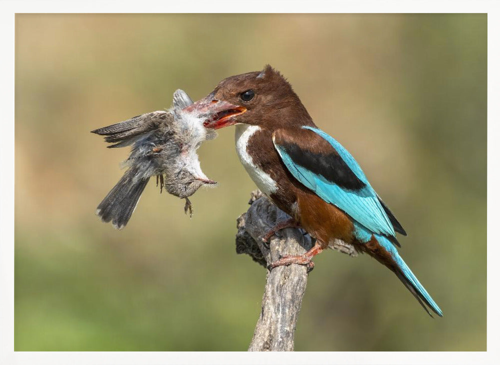 White-throated kingfisher catch Poster