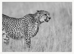 Side view of cheetah standing on field Poster