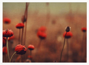 Red Flowers no 1 Poster