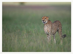 A cheetah on the hunt Poster