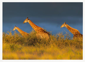 Giraffes at The Sunset Poster