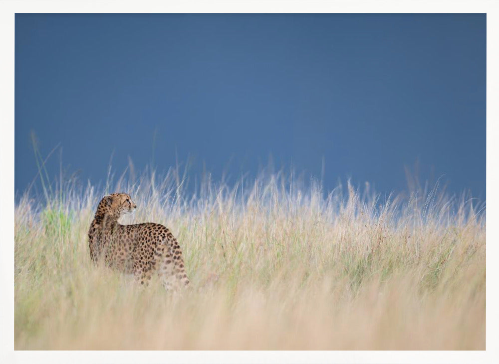 Young cheetah before some rain Poster