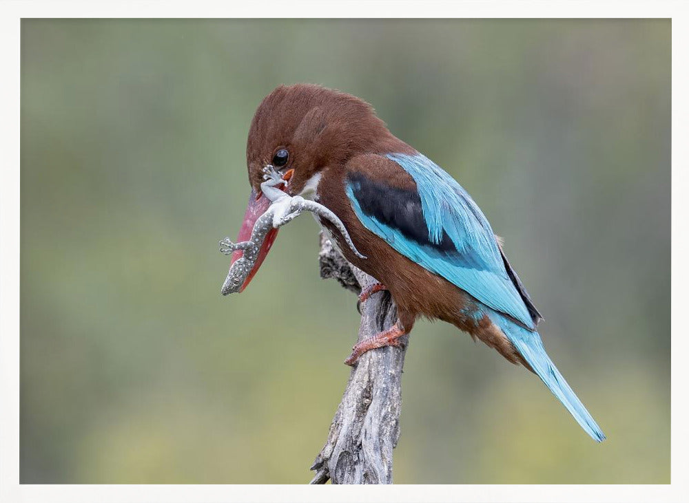 White-throated Kingfisher Poster