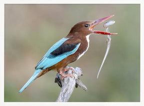 White-throated Kingfisher Poster