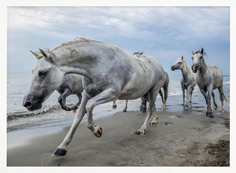 Camargue horses Poster