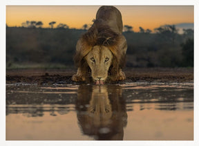 Lion Drinking at The Sunrise Poster