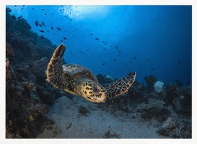 Hawksbill sea turtle Poster